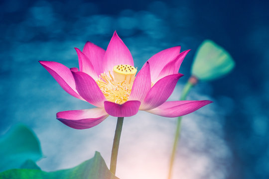 Fototapeta Blooming lotus flower and mist natural landscape