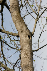 Woodpecker Hole in Tree