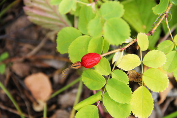 Красная зрелая ягода шиповника растущая на кусту в окружении зеленых листьев. Фото сделано в лесу в начале осени.