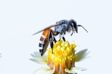a bee Flying Isolated on white background