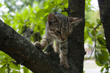 Naklejka na ściany i meble kitty cat on a tree