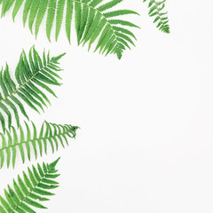 Frame of green fern leaves on white background, Flat lay, Top view