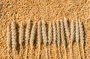 grain and wheat flakes background