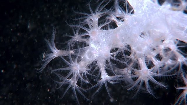 White fluffy soft coral underwater on seabed of White Sea. Unique video close up. Flowers of marine life in clean clear pure and transparent water in search of food.