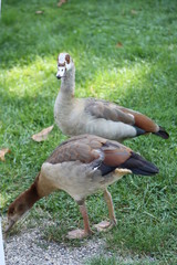 Zwei Enten gemeinsam auf der Wiese