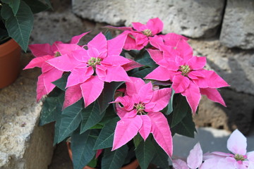 pinker Weihnachtsstern