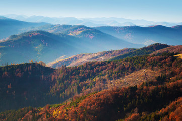 Spectacular view of hills of a smoky mountain range covered in red, orange and yellow deciduous forest and green pine trees under blue cloudless sky on a warm fall day in October. Carpathians, Ukraine
