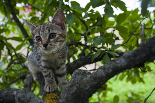 kitty cat on a tree