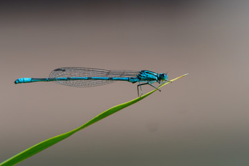 Damselfly