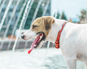A beautiful dog Jask Russel Terrier next to a city fountain at hot summer day