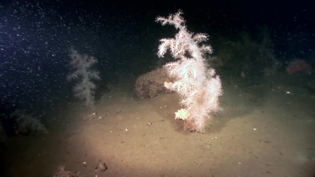 White fluffy soft coral underwater on seabed of White Sea. Unique video close up. Flowers of marine life in clean clear pure and transparent water in search of food.