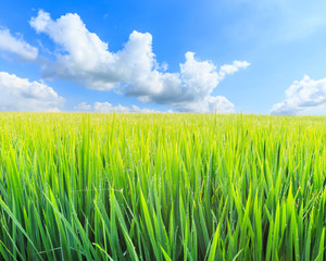 Fototapeta na wymiar Green rice field natural landscape