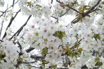 白い桜