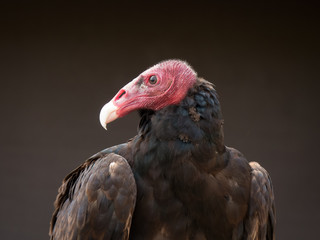 portrait on a vulture