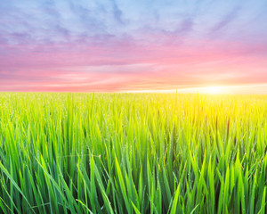 Fototapeta na wymiar Green rice field natural landscape at sunset