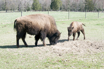 A bison cow with calf on a farm that raisies bison for commercial use.