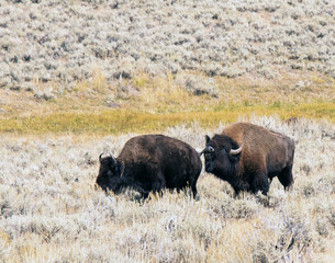 A pair of bison begin the breeding ritual.