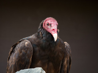 portrait on a vulture