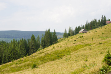 Fototapeta premium Spruce forest in the Ukrainian Carpathians. Sustainable clear ecosystem