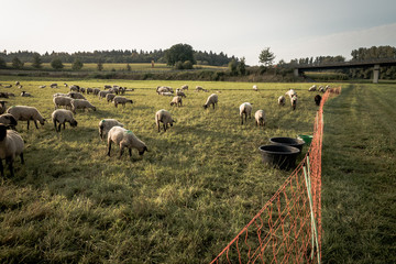 Schafe und Esel