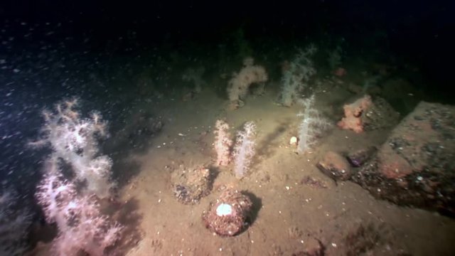 White fluffy soft coral underwater on seabed of White Sea. Unique video close up. Flowers of marine life in clean clear pure and transparent water in search of food.