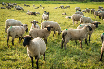 Schafe und Esel