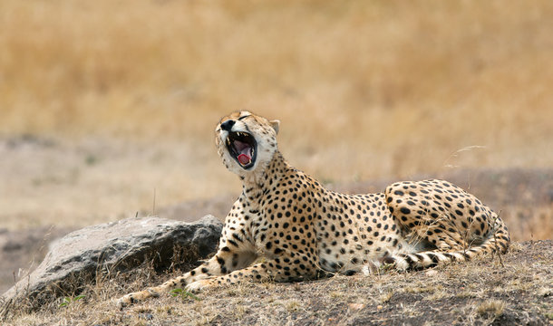 Yawning cheetah in the Masai Mara
