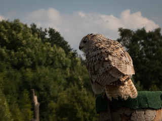 an owl