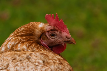 Braunes Huhn im Profil