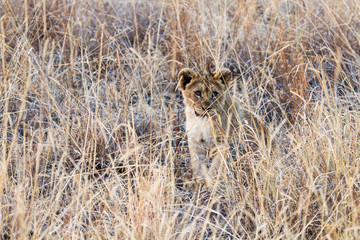 Wild lion cub