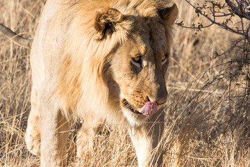 Naklejka premium Wild lion