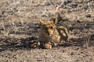 Wild lion cub