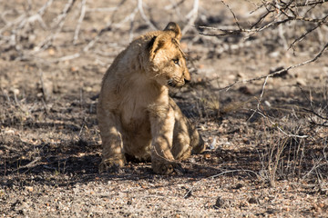 Wild lion cub