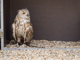 an owl