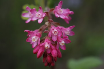 Fototapeta premium Osterblüten