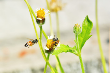 a Bee flying to the beautiful flower