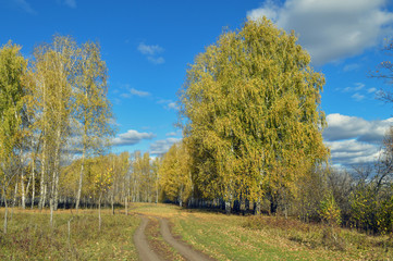 Road in the autumn forest.