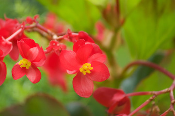 Fototapeta na wymiar Red Flower with yellow