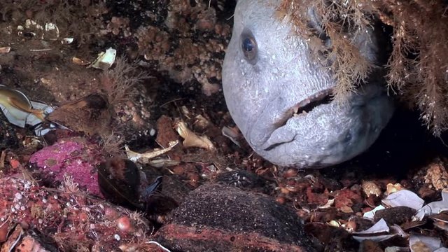 Lancet fish catfish on seabed underwater in ocean of White Sea. Swimming in amazing world of beautiful wildlife. Inhabitants in search of food. Abyssal relax diving.
