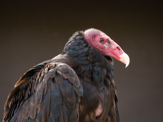 portrait on a vulture