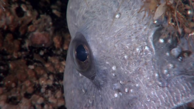 Lancet fish catfish on seabed underwater in ocean of White Sea. Swimming in amazing world of beautiful wildlife. Inhabitants in search of food. Abyssal relax diving.