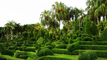 Fototapeta premium Garden green