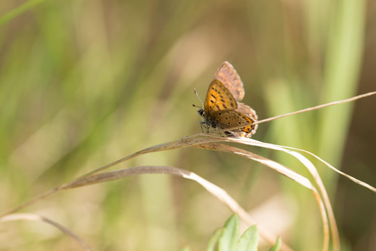 Greek Nature Macro Magreek Nature Macro Macro Buryatia Irkutsk River Vitim Taigacro Buryatia Irkutsk River Vitim Taiga