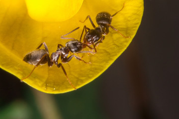 siberia nature buryatia irkutsk 
