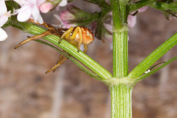 siberia nature buryatia irkutsk 