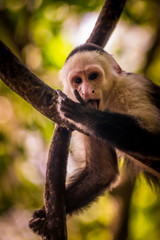 Kapuziner Affe leckt seinen Arm in Costa Rica Puerto Viejo