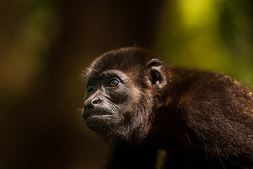 Portrait eines Br&uuml;llaffen in Costa Rica