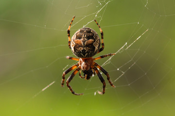 siberia nature buryatia irkutsk 