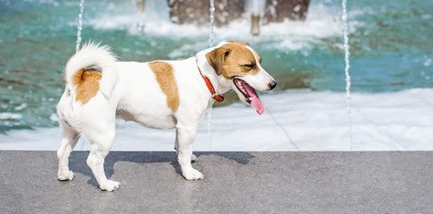 A cute dog Jask Russel Terrier enjoying fresh air on a city fountain at hot summer day