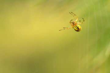 siberia nature buryatia irkutsk 